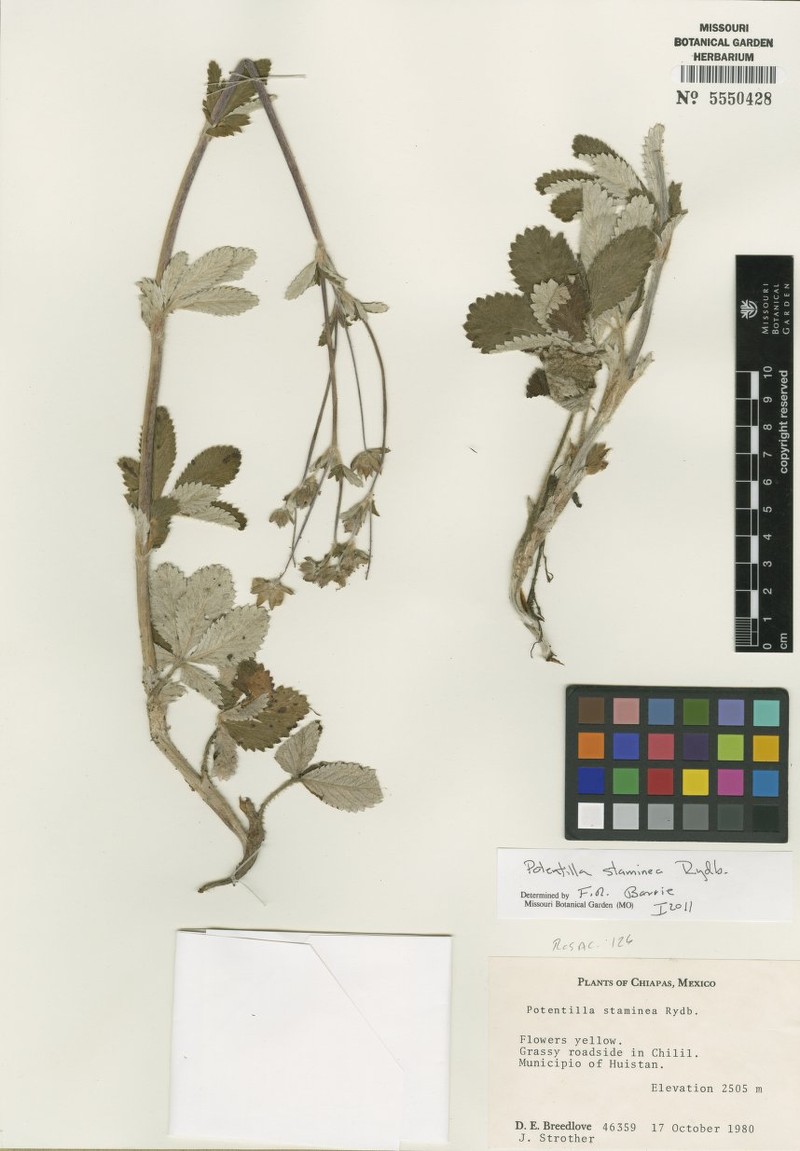 Potentilla staminea photo 8