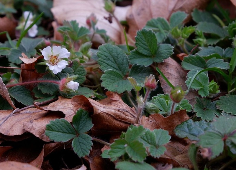 Strawberryleaf Cinquefoil photo 3