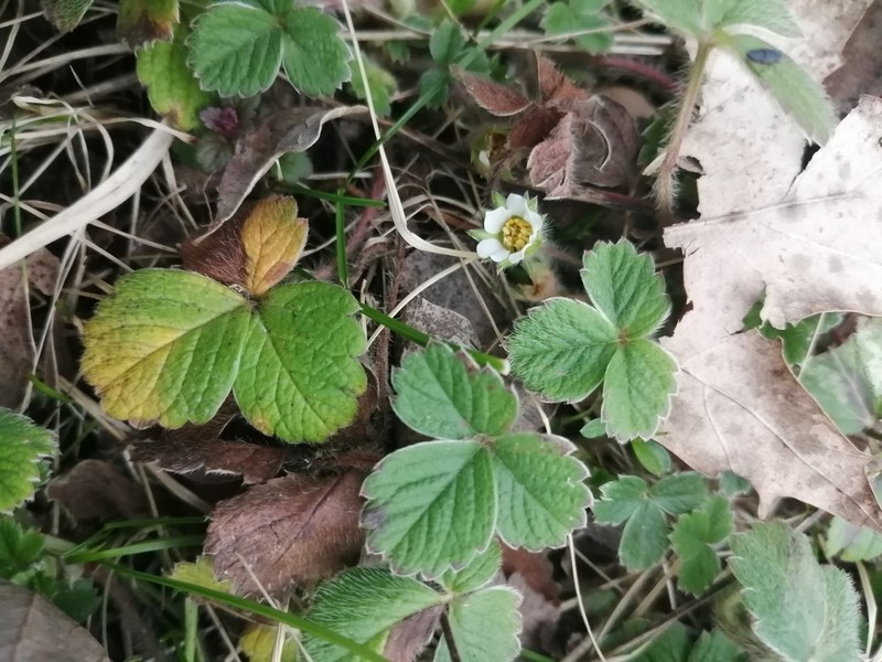 Strawberryleaf Cinquefoil photo 4