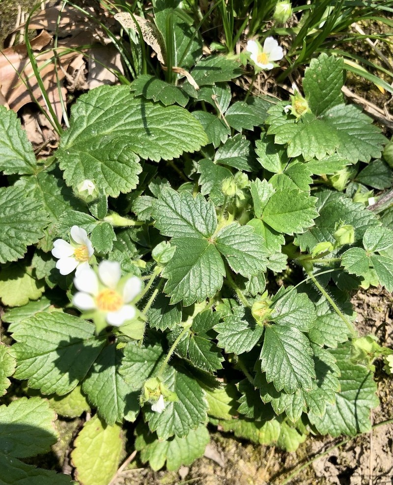 Strawberryleaf Cinquefoil photo 5