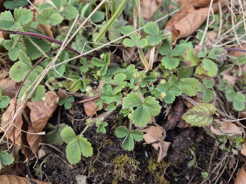 Strawberryleaf Cinquefoil photo 6