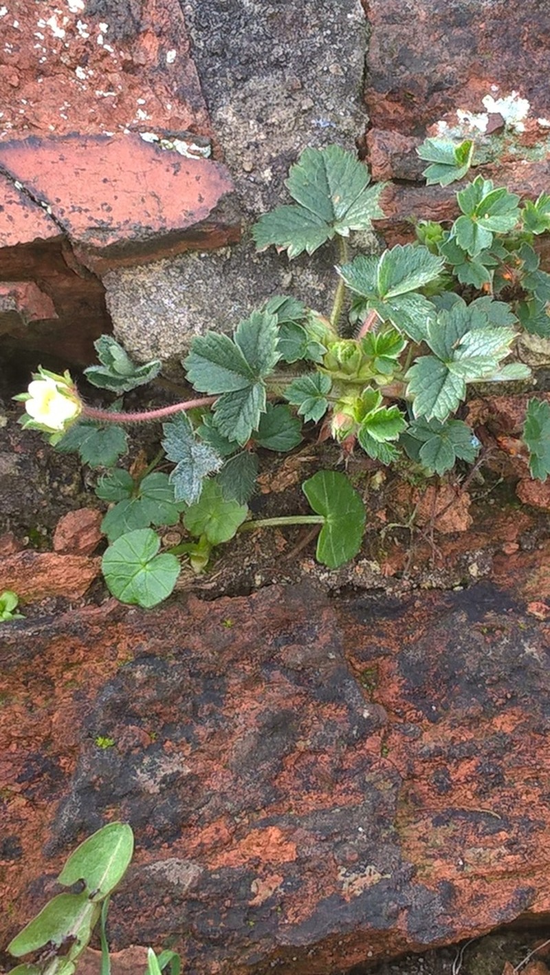 Strawberryleaf Cinquefoil photo 7