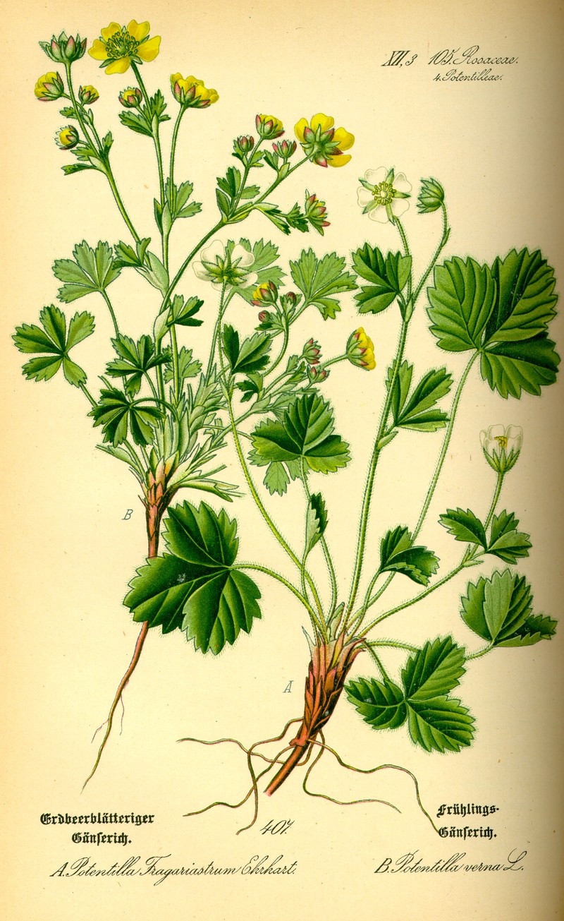 Strawberryleaf Cinquefoil photo 4