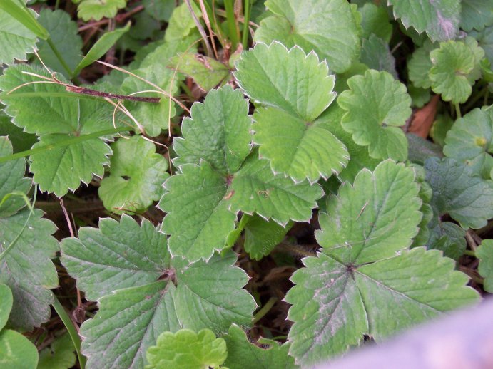 Strawberryleaf Cinquefoil photo 5