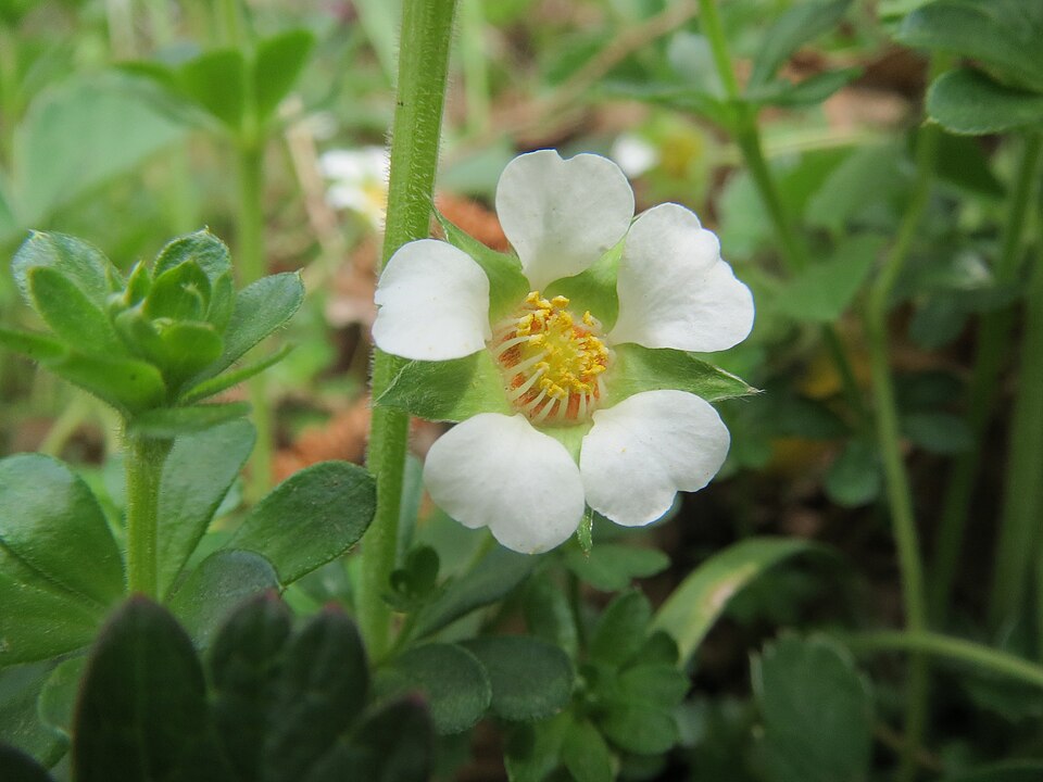 Strawberryleaf Cinquefoil photo 6
