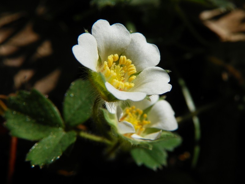 Strawberryleaf Cinquefoil