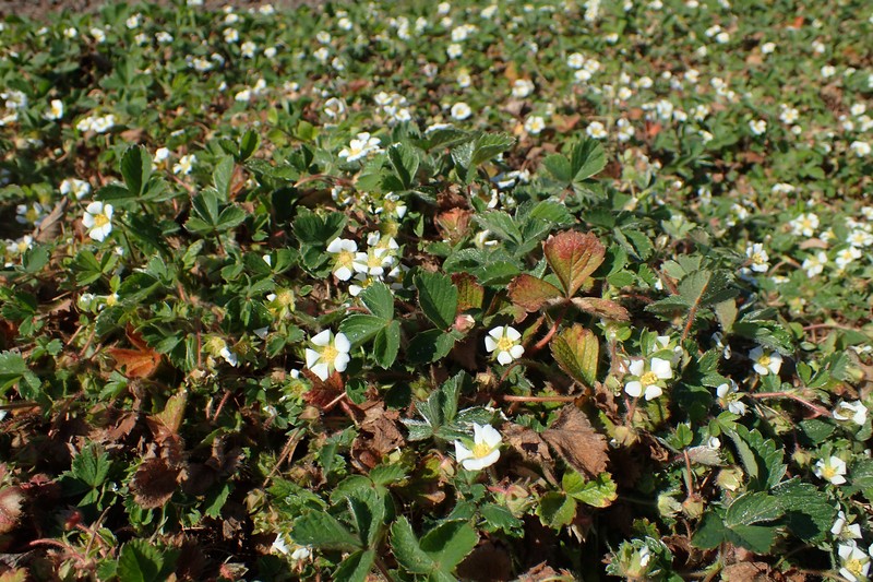 Strawberryleaf Cinquefoil photo 2