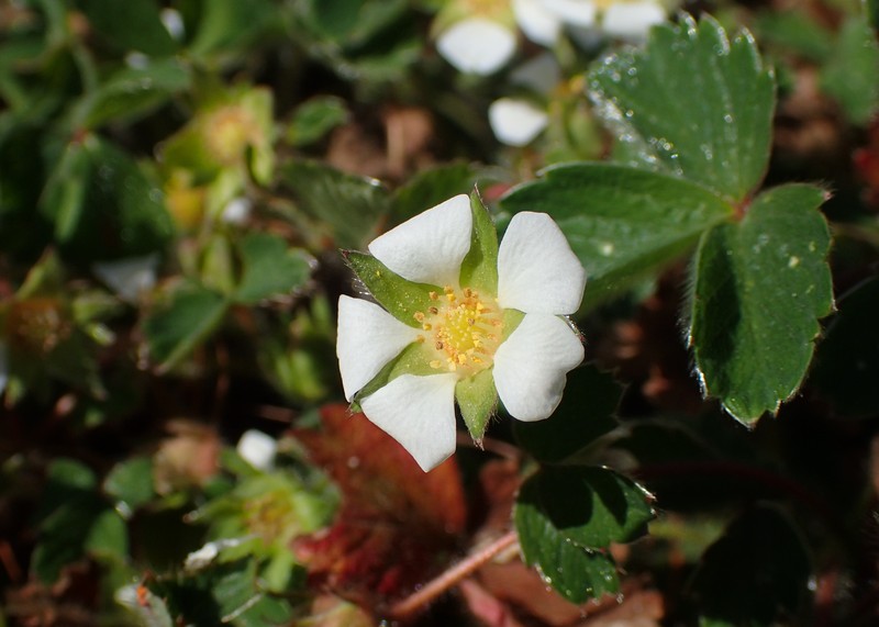 Strawberryleaf Cinquefoil photo 3