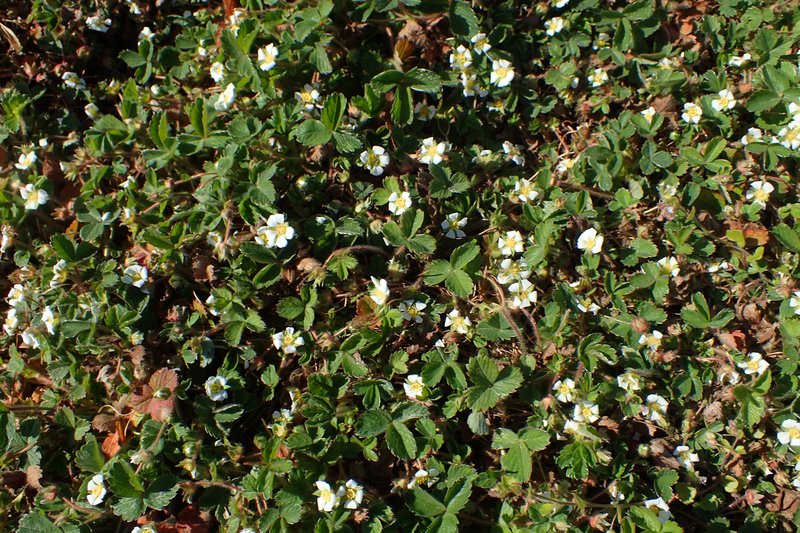 Strawberryleaf Cinquefoil photo 7