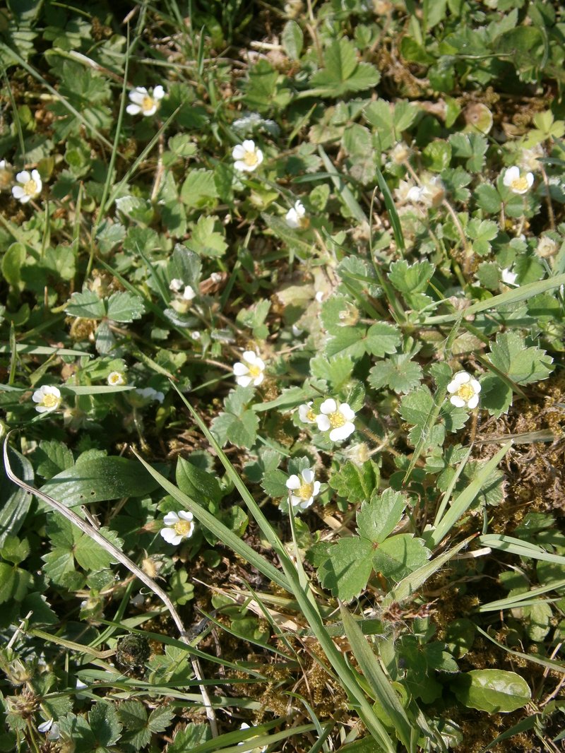 Strawberryleaf Cinquefoil photo 8