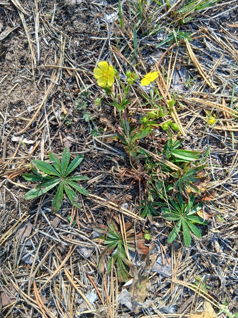 Stipulated Cinquefoil