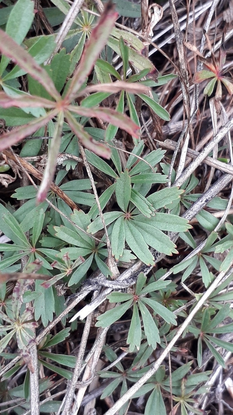 Stipulated Cinquefoil photo 2