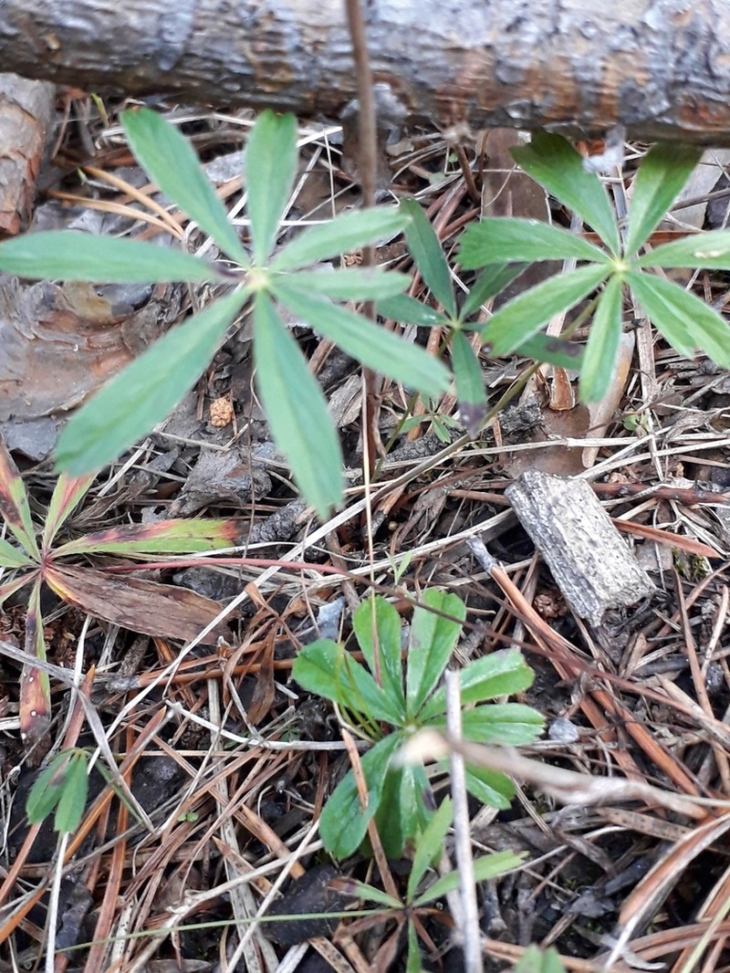 Stipulated Cinquefoil photo 3