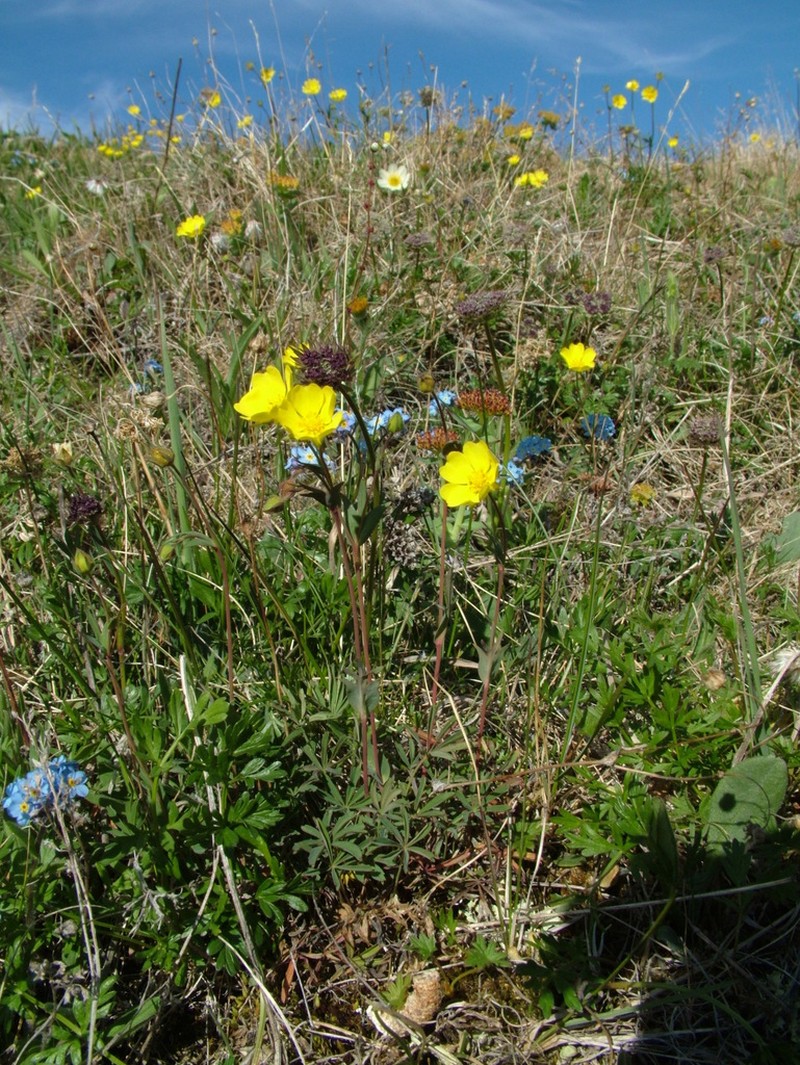 Stipulated Cinquefoil photo 4