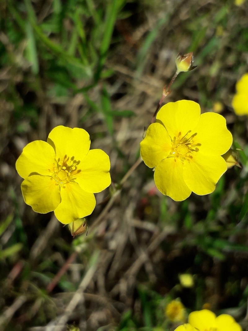 Stipulated Cinquefoil photo 5