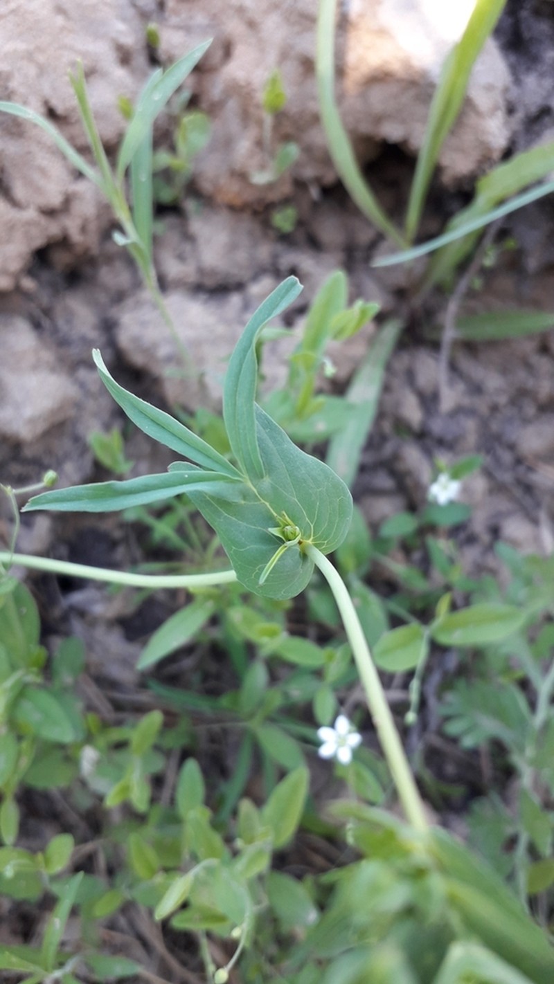 Stipulated Cinquefoil photo 6