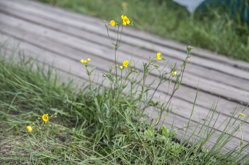 Stipulated Cinquefoil photo 7