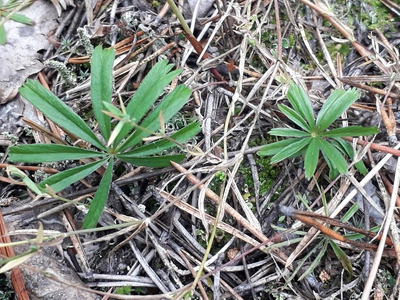 Stipulated Cinquefoil photo 8