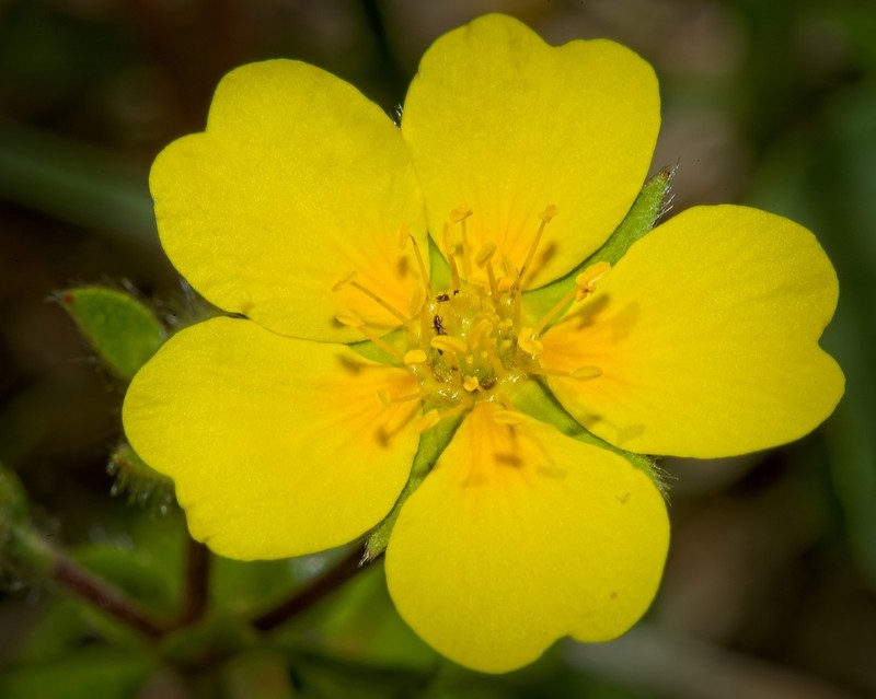 Potentilla stolonifera