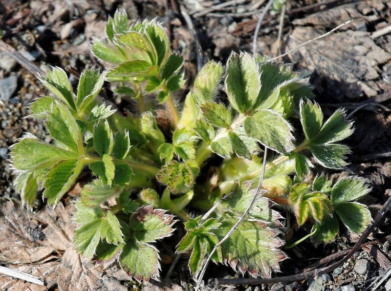 Potentilla stolonifera photo 2