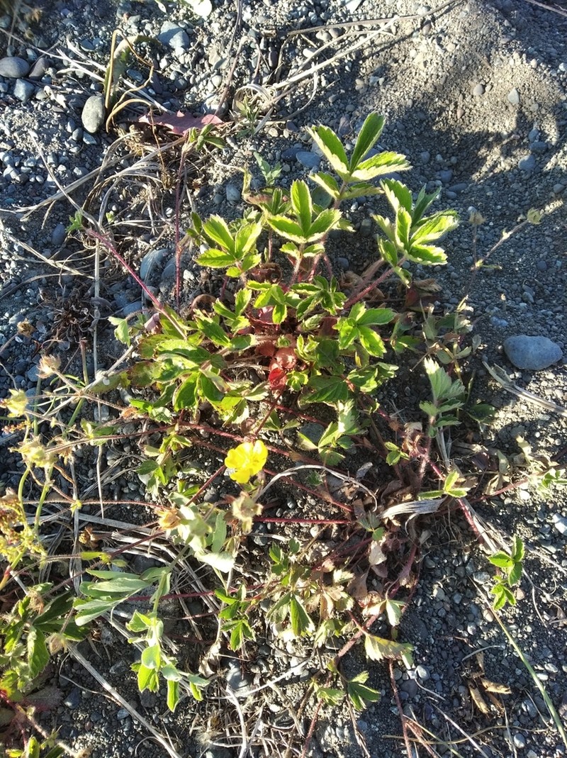 Potentilla stolonifera photo 3