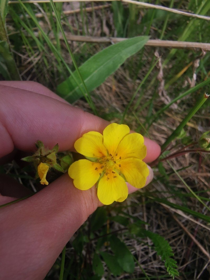 Potentilla stolonifera photo 4