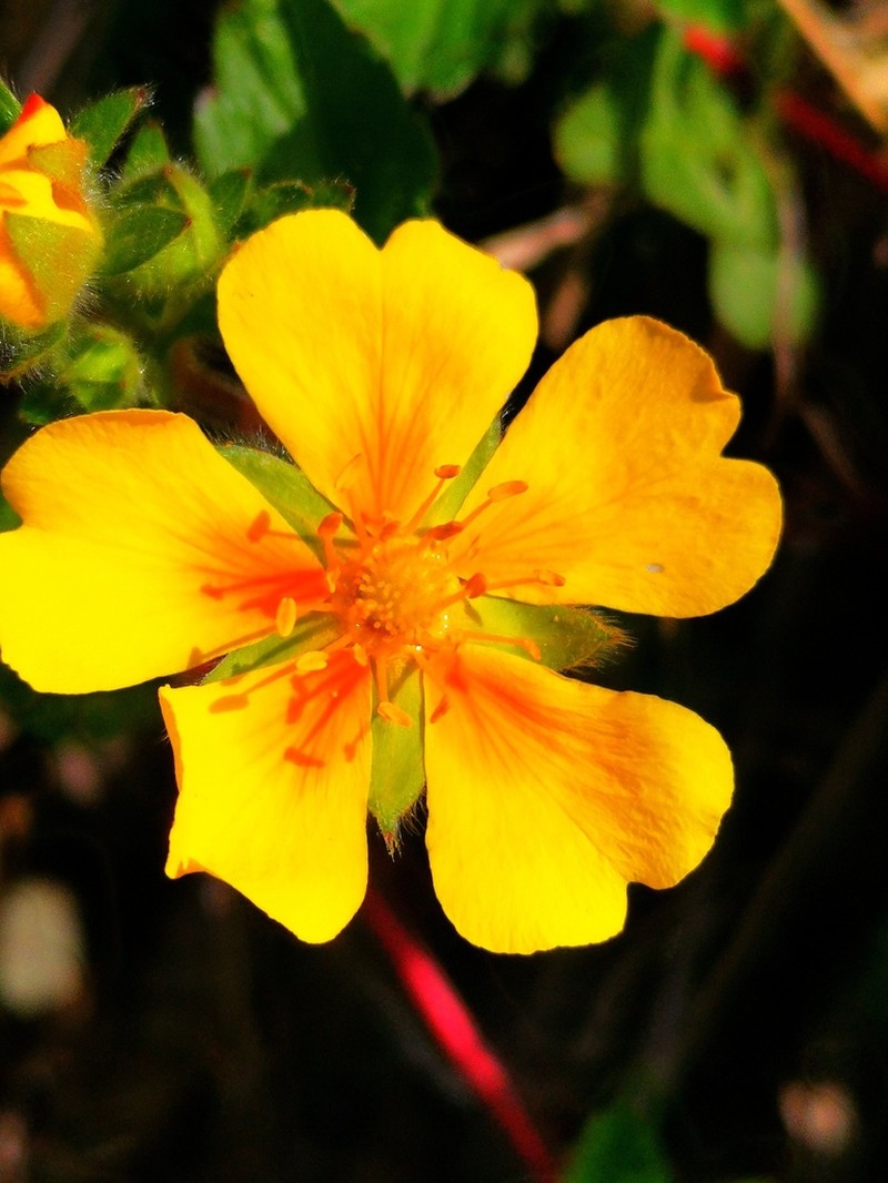 Potentilla stolonifera photo 5
