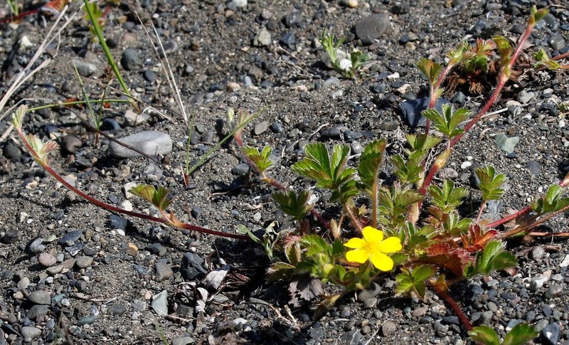 Potentilla stolonifera photo 6