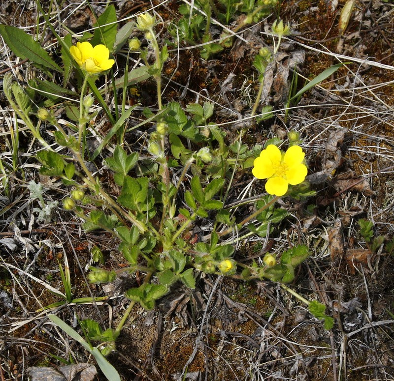 Potentilla stolonifera photo 7