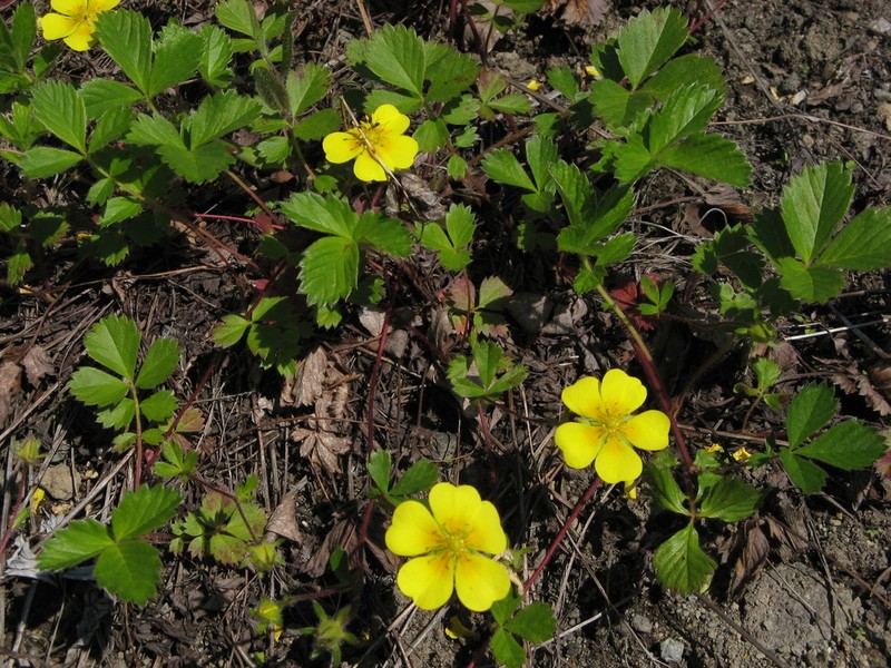 Potentilla stolonifera photo 8