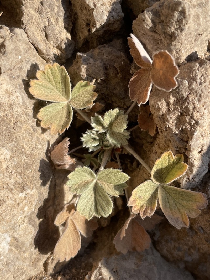 Potentilla straussii