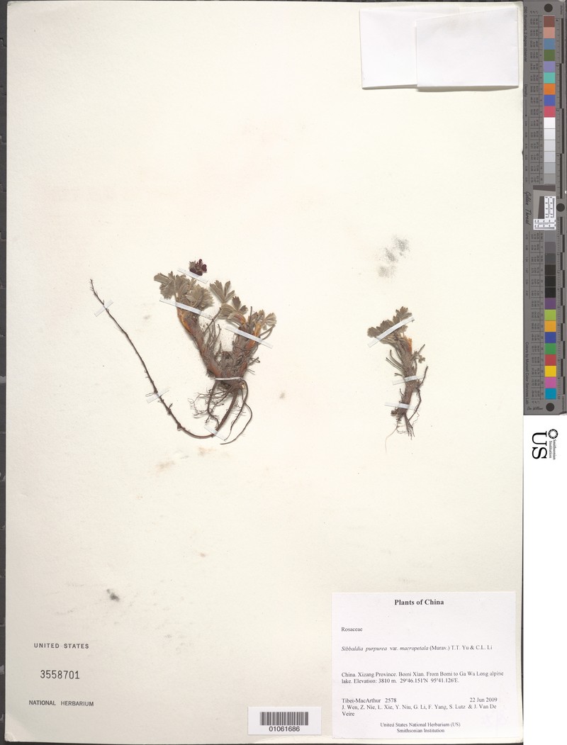 Potentilla suavis