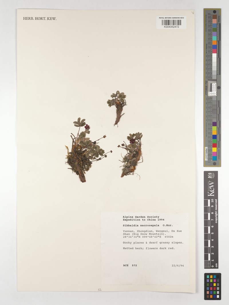 Potentilla suavis photo 2