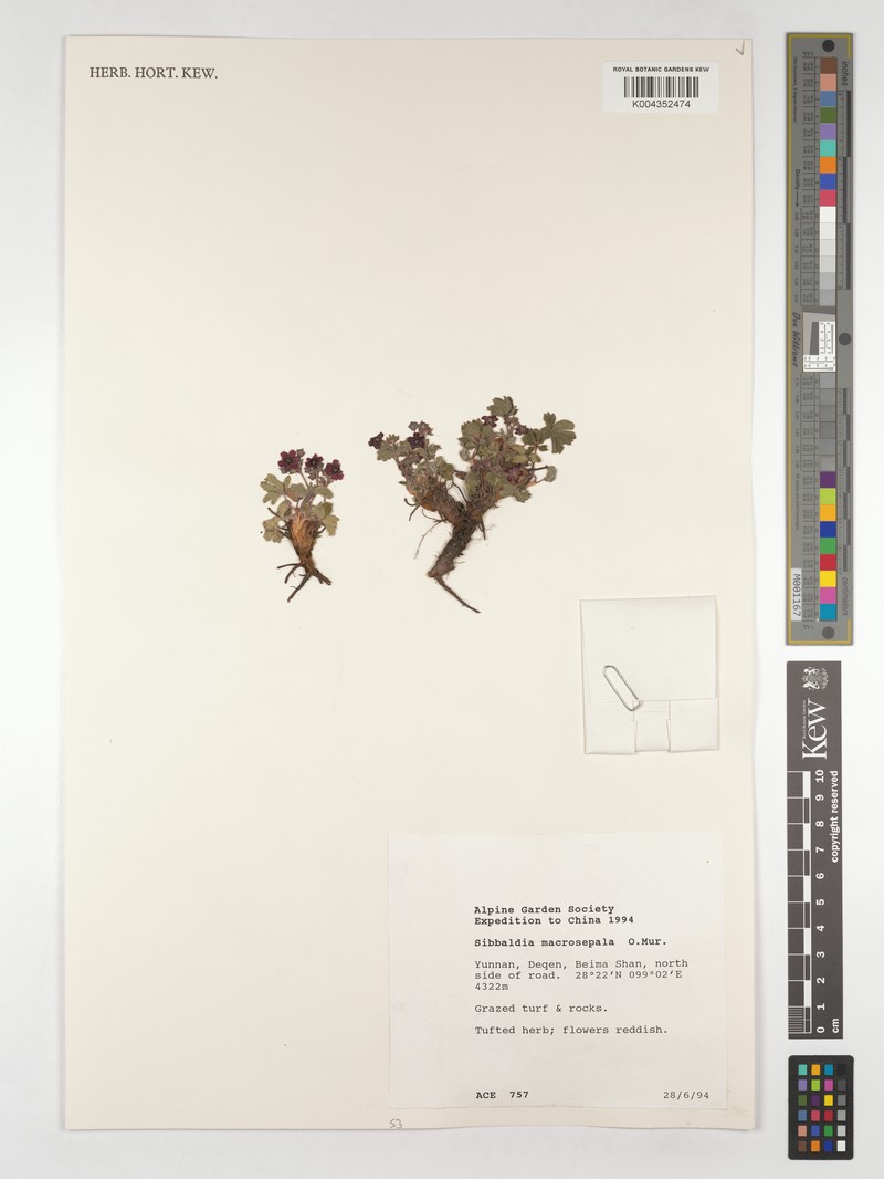Potentilla suavis photo 3