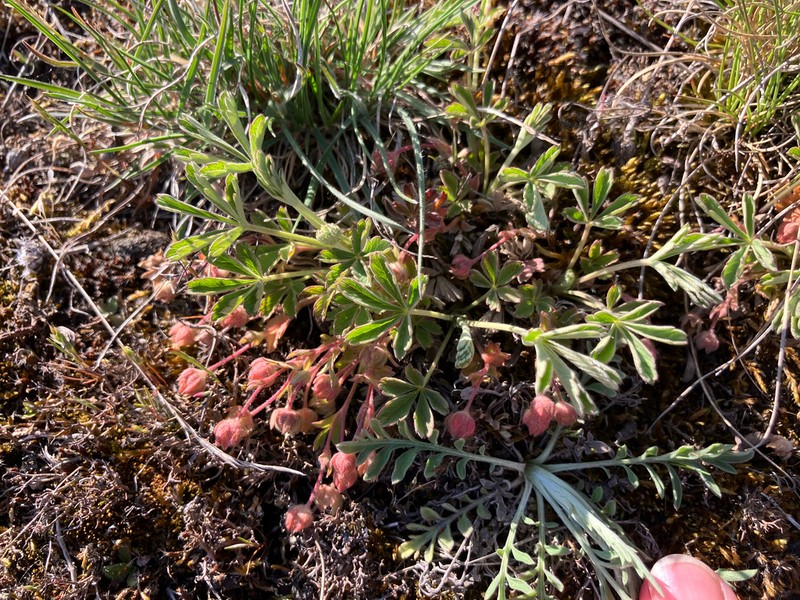 Potentilla subarenaria