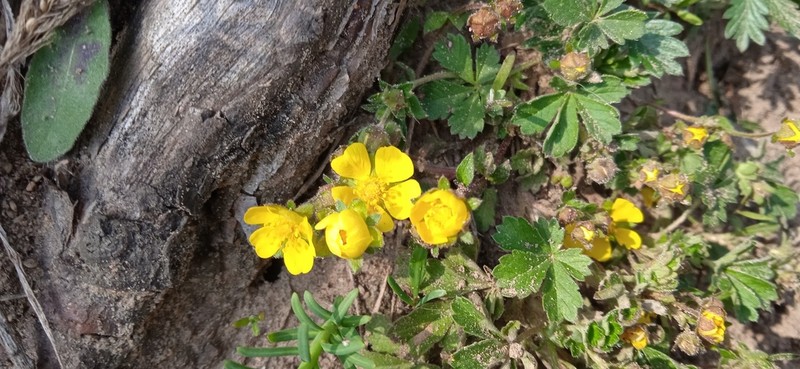 Potentilla subarenaria photo 2