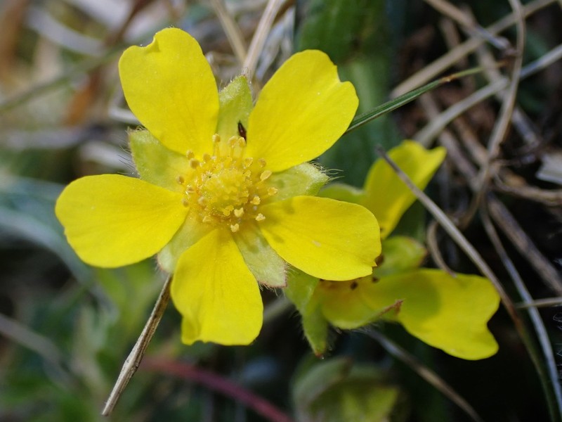 Potentilla subarenaria photo 3