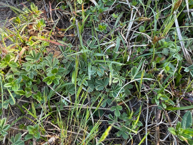 Potentilla subarenaria photo 4