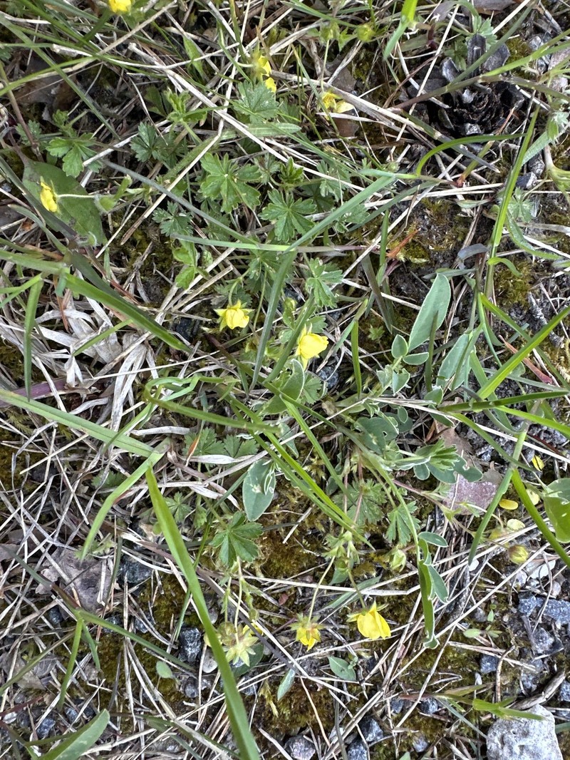 Potentilla subarenaria photo 5
