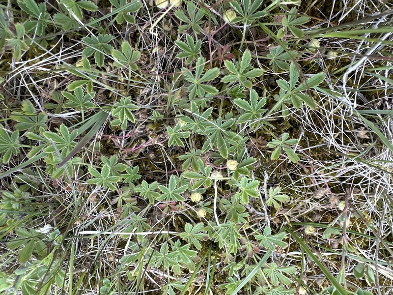 Potentilla subarenaria photo 6