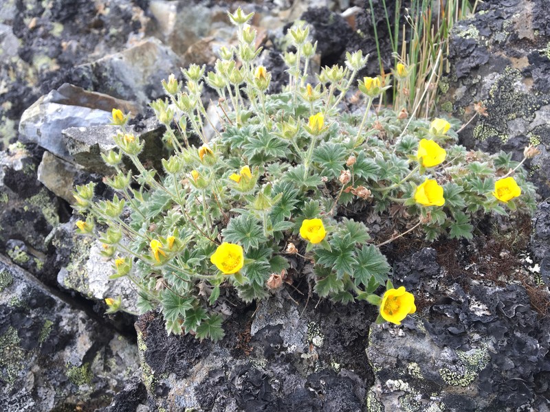 Potentilla subgorodkovii photo 2