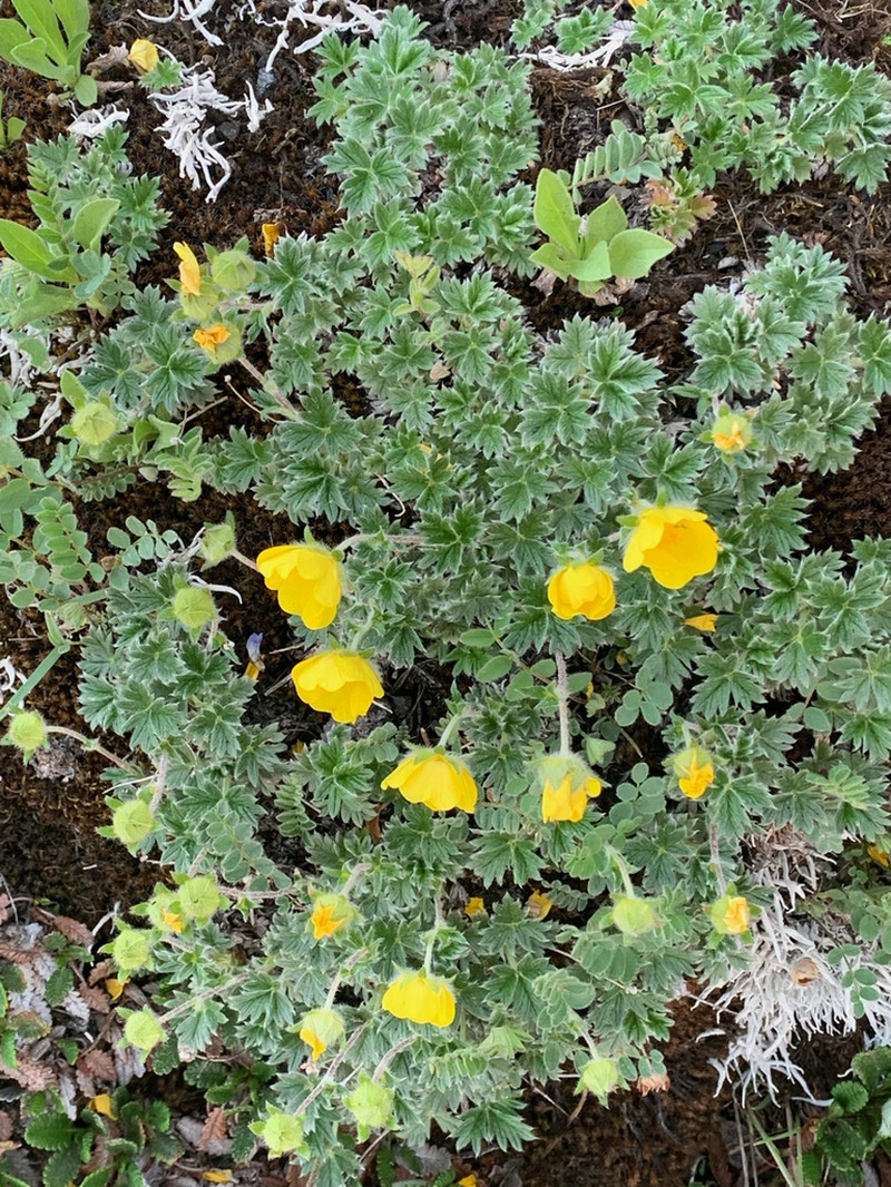 Potentilla subgorodkovii photo 3