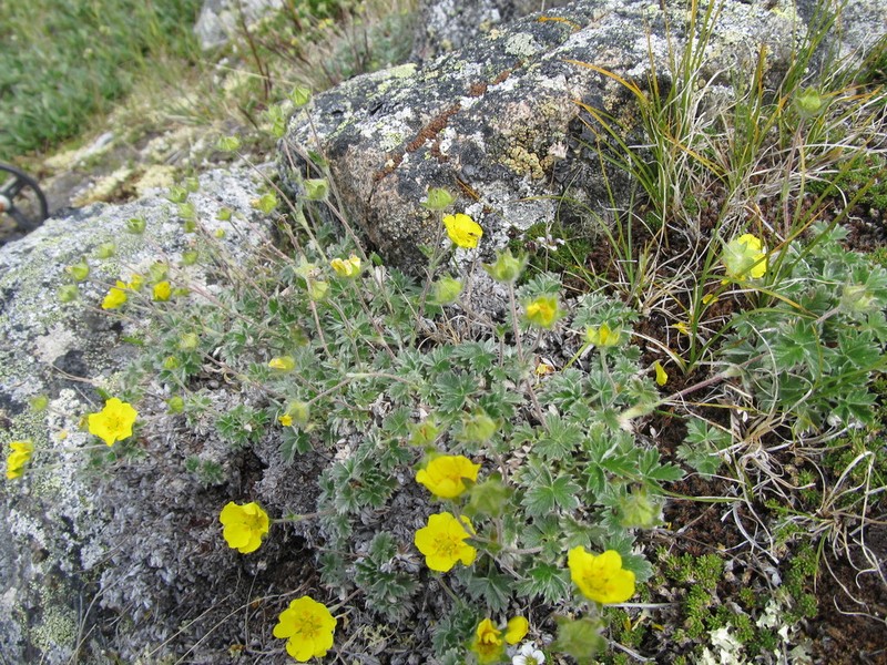 Potentilla subgorodkovii photo 4