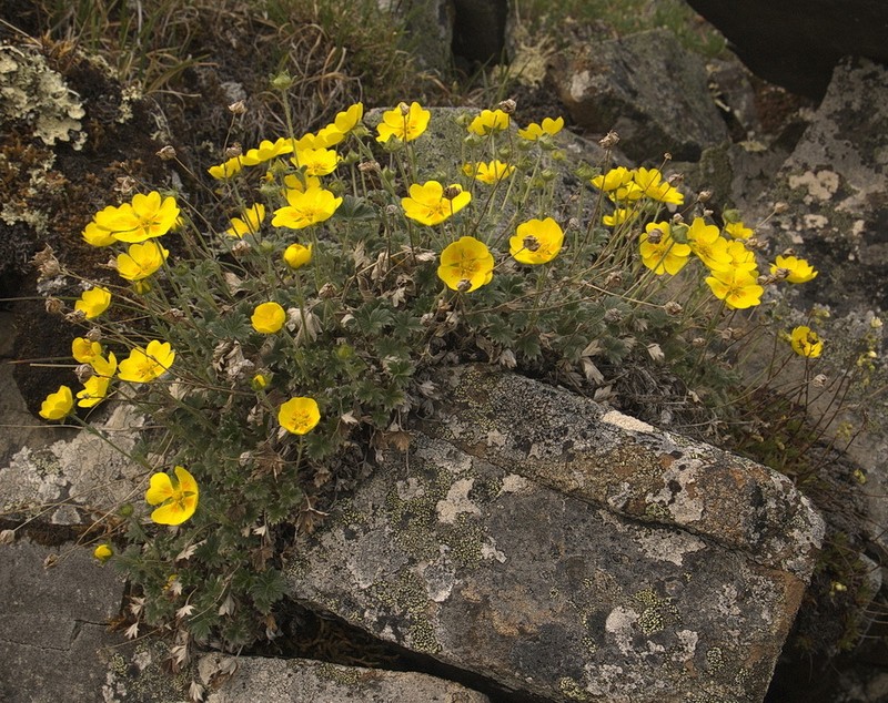 Potentilla subgorodkovii photo 5
