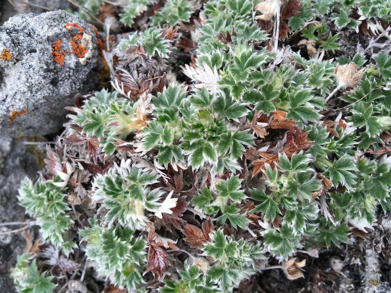 Potentilla subgorodkovii photo 6