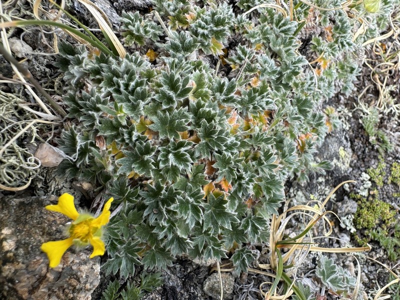 Potentilla subgorodkovii photo 7