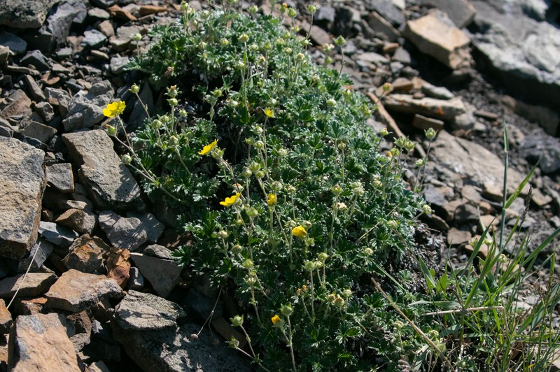 Potentilla subgorodkovii photo 8