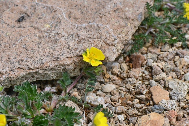 Colorado Cinquefoil