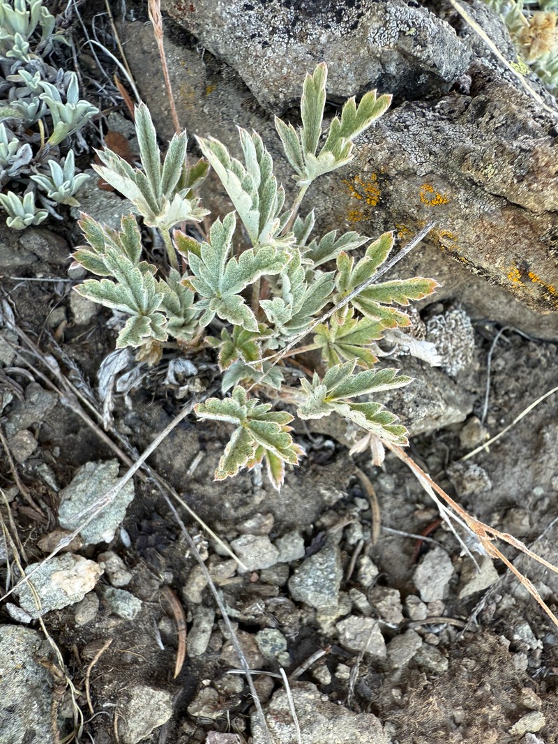 Colorado Cinquefoil photo 3