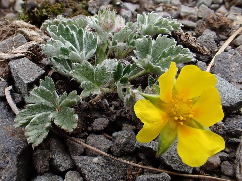 Colorado Cinquefoil photo 4